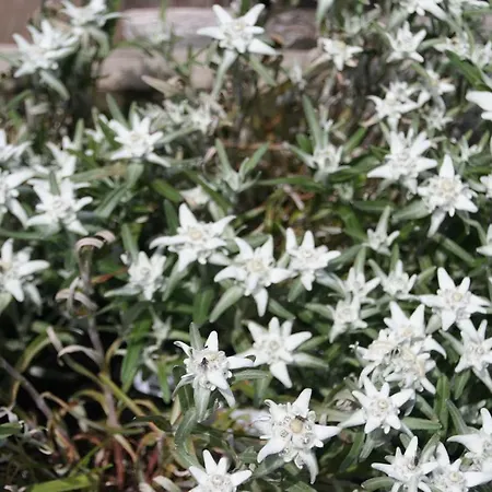 Haus Binder 3* Ried im Zillertal