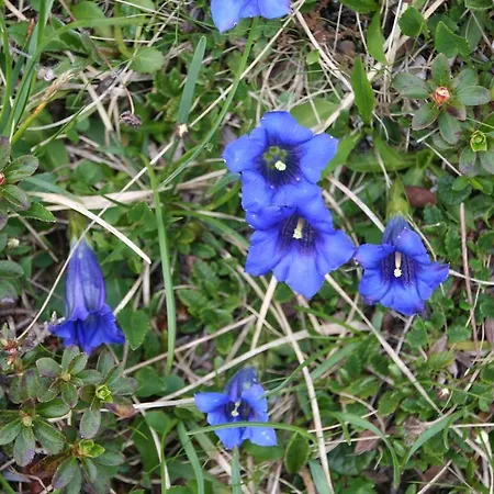Haus Binder Ried im Zillertal