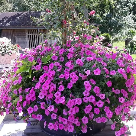 Guest house Haus Binder Ried im Zillertal